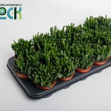 Crassula ovata 'Horntree'