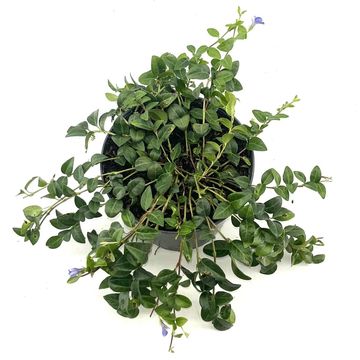 Vinca minor 'La Grave'