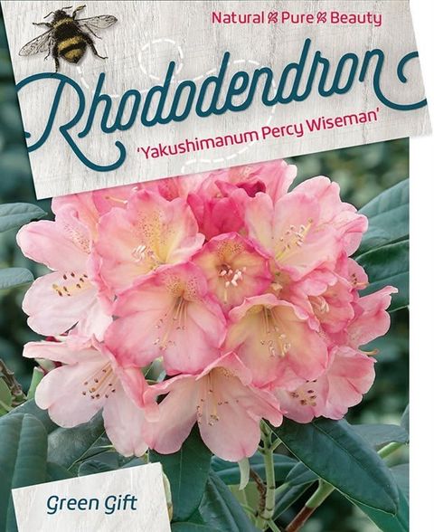 Rhododendron 'Перси Вайсман' (Y)