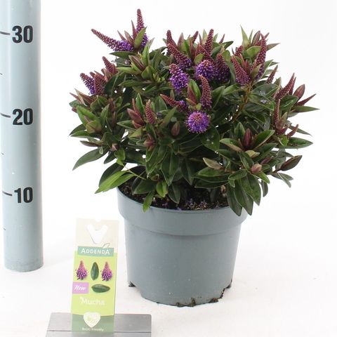 Hebe HEBEMUCHA PURPLE
