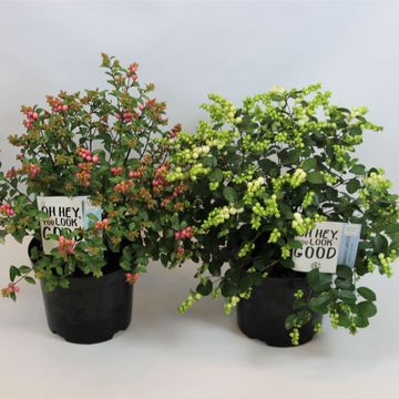 Симфорикарпус MAGICAL MIX