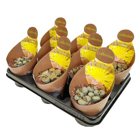 Lithops aucampiae