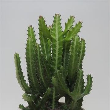 Euphorbia lactea compacta