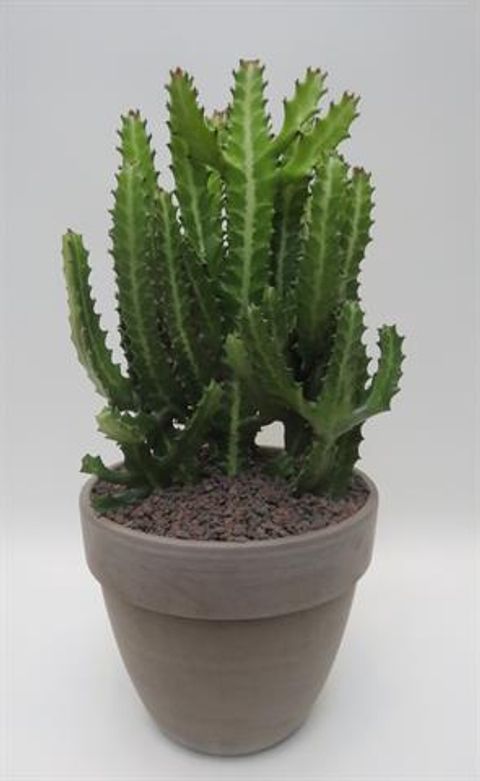 Euphorbia lactea compacta