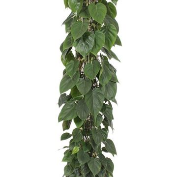 Philodendron scandens