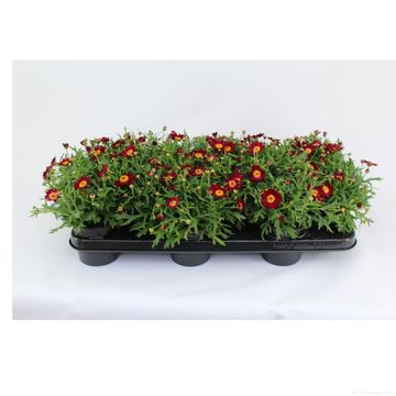 Argyranthemum frutescens LA RITA PURPLE RED