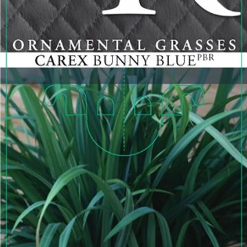 Carex laxiculmis 'Bunny Blue'