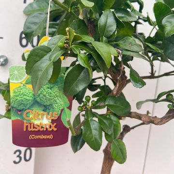 Citrus hystrix