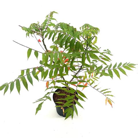 Rhus glabra