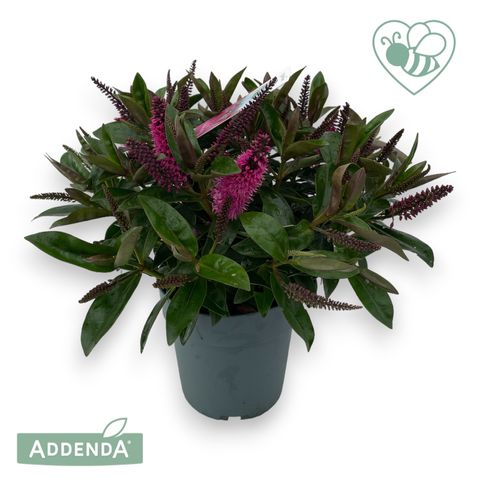 Hebe HEBEDONNA NIKKA