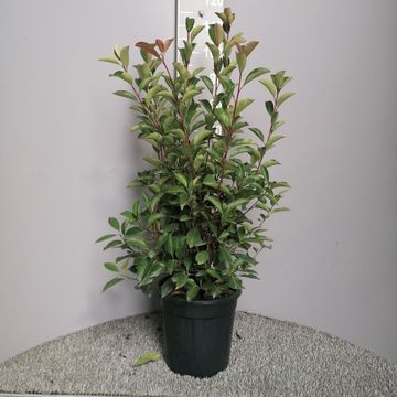 Photinia x fraseri 'Red Robin'