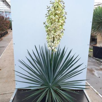 Yucca rigida 'Blue Sentry'
