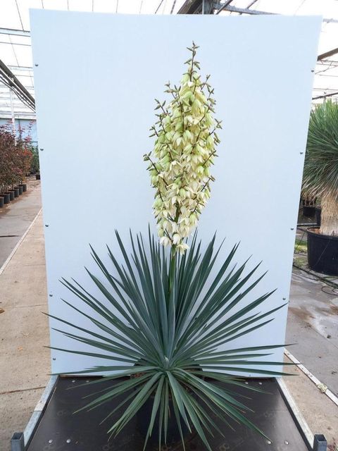 Yucca rigida 'Blue Sentry'