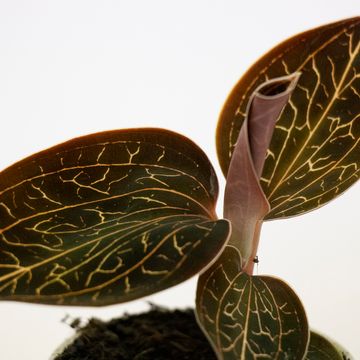 Anoectochilus siamensis X MACODES PETOLA