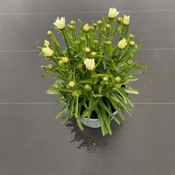 Leucanthemum maximum 'Lacrosse'