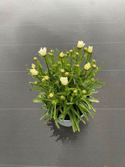 Leucanthemum maximum 'Lacrosse'