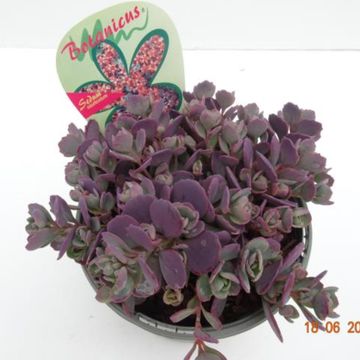 Sedum cauticola 'Rocky'