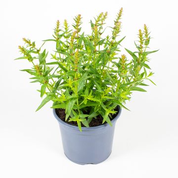 Lythrum salicaria