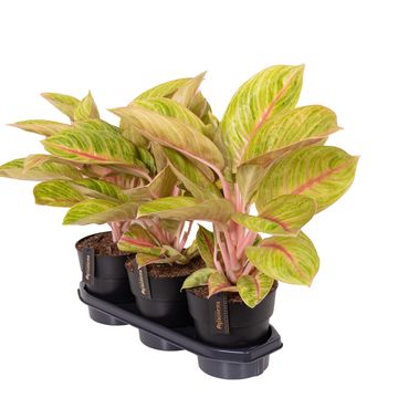 Aglaonema 'Pink Surprise'