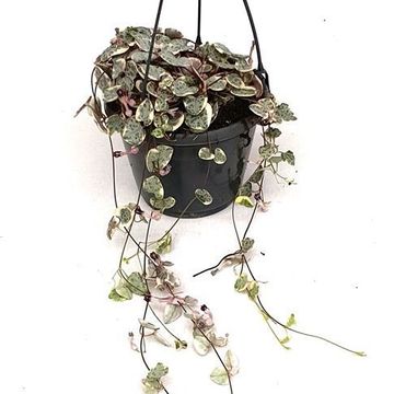 Ceropegia woodii 'Pretty Pink'