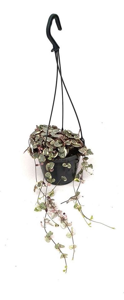 Ceropegia woodii 'Pretty Pink'