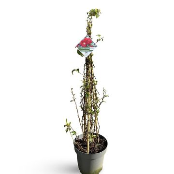 Хеномелес speciosa 'Scarlet Storm'