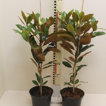 Magnolia grandiflora 'Little Gem'