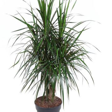 Dracaena marginata