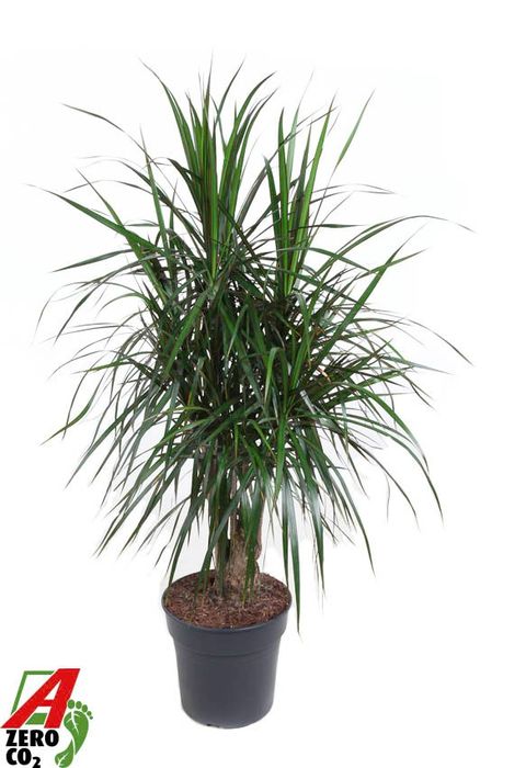 Dracaena marginata