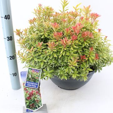 Pieris japonica 'Little Goldy'