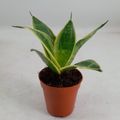 Sansevieria trifasciata HAHNII MIX