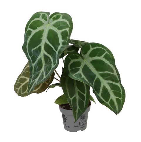 Anthurium magnificum