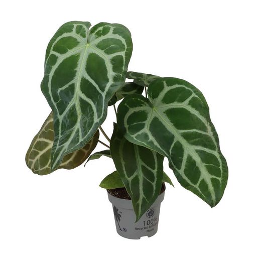 Anthurium magnificum