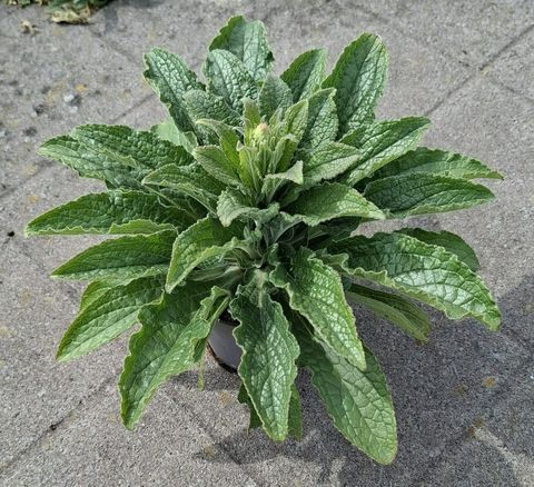 Digitalis ARCTIC FOX ROSE
