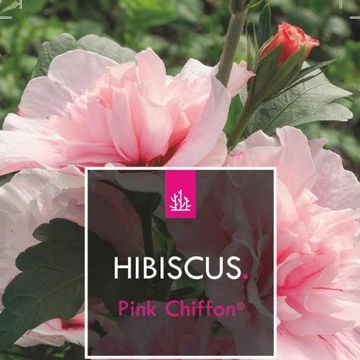 Hibiscus syriacus PINK CHIFFON