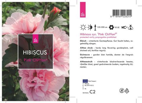 Hibiscus syriacus PINK CHIFFON