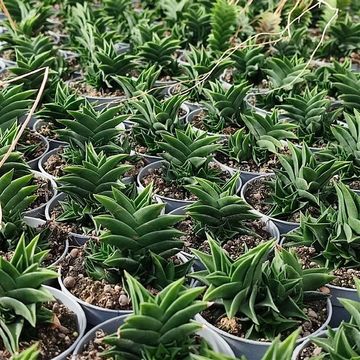 Haworthia viscosa