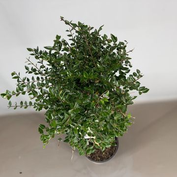 Lonicera nitida GARDEN CLOUDS COPPER GLOW