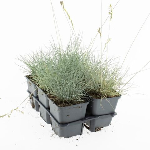 Festuca glauca 'Elijah Blue'