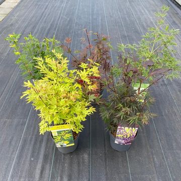 Acer palmatum MIX