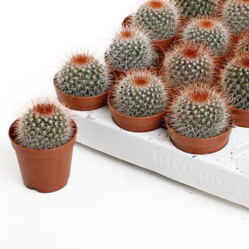 Mammillaria spinosissima