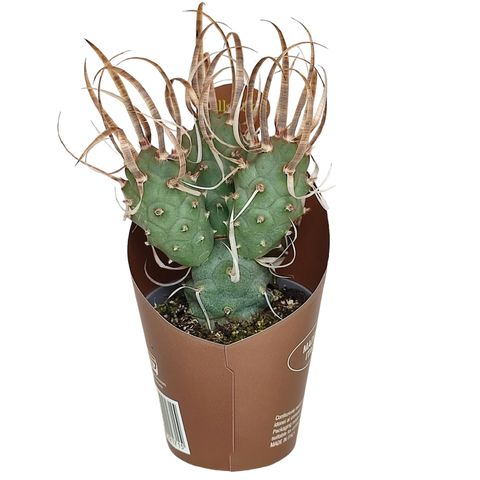 Tephrocactus articulatus papyracanthus