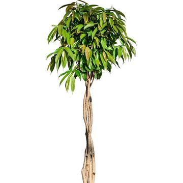 Ficus binnendijkii 'Amstel King'