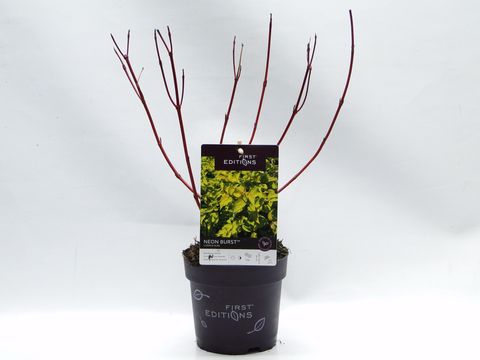 Cornus alba NEON BURST