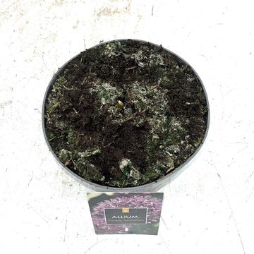 Allium aflatunense 'Перпл Сенсейшн'