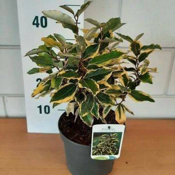 Elaeagnus x ebbingei 'Gilt Edge'