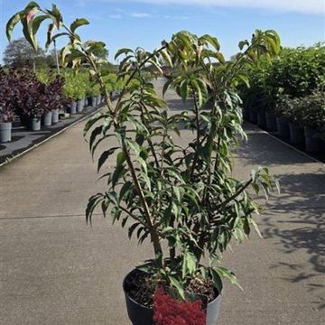 Euonymus alatus 'Blade Runner'