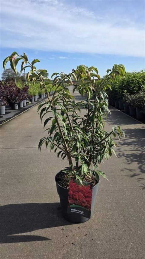 Euonymus alatus 'Blade Runner'