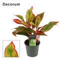 Aglaonema 'Red Fire'