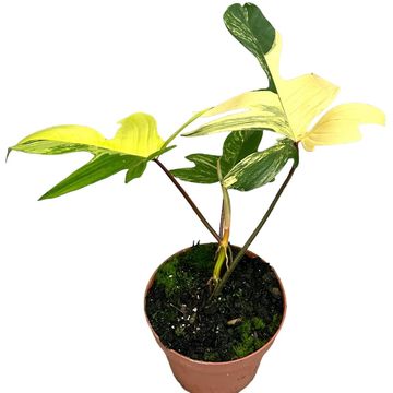 Filodendron FLORIDA BEAUTY VARIEGATA